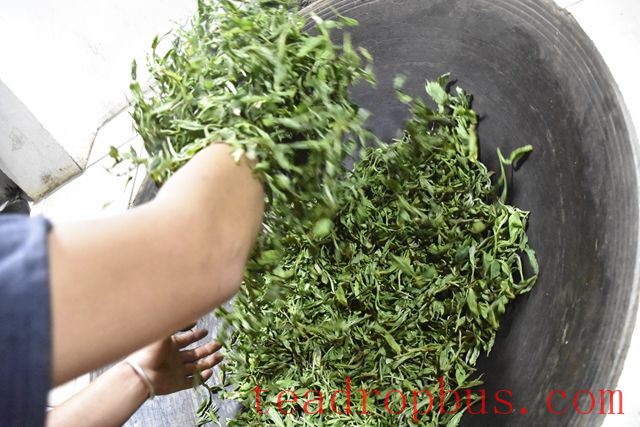 The Main Purpose of Fixation in Pu'er Tea Production-2
