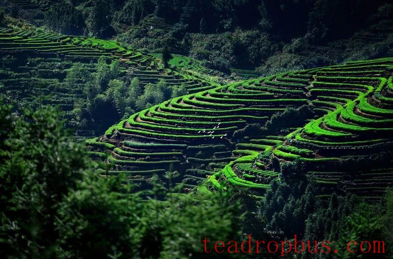 Gem of the High Mountains, A Jewel Among Teas-4