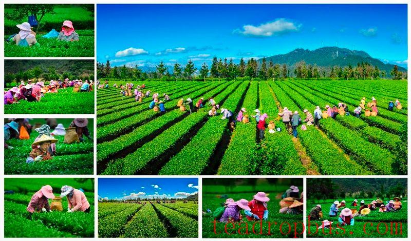 Anxi: The Capital of a Hundred Teas, Enriching the People with Each 