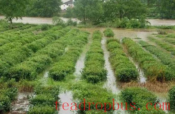 The Super Typhoon Doksuri Strikes: Here's Your Tea Garden Flood Prevention Guide!-4