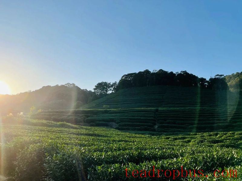 Why Have the Tea Mountains of Hangzhou Become a Popular Hiking Spot for Young People?-1