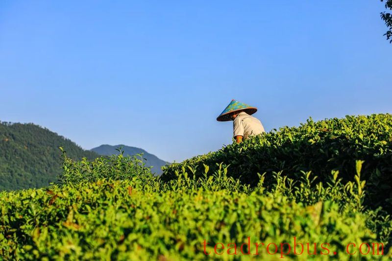 Eco-Low Carbon Tea: Methodology for Carbon Sinks in Tea Gardens-1