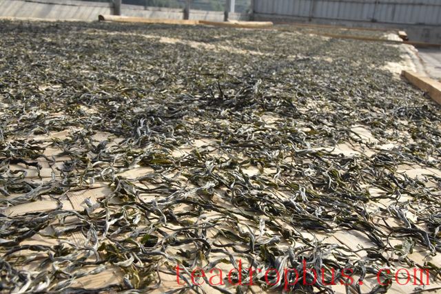 How to Make Sun-Dried Green Tea-4
