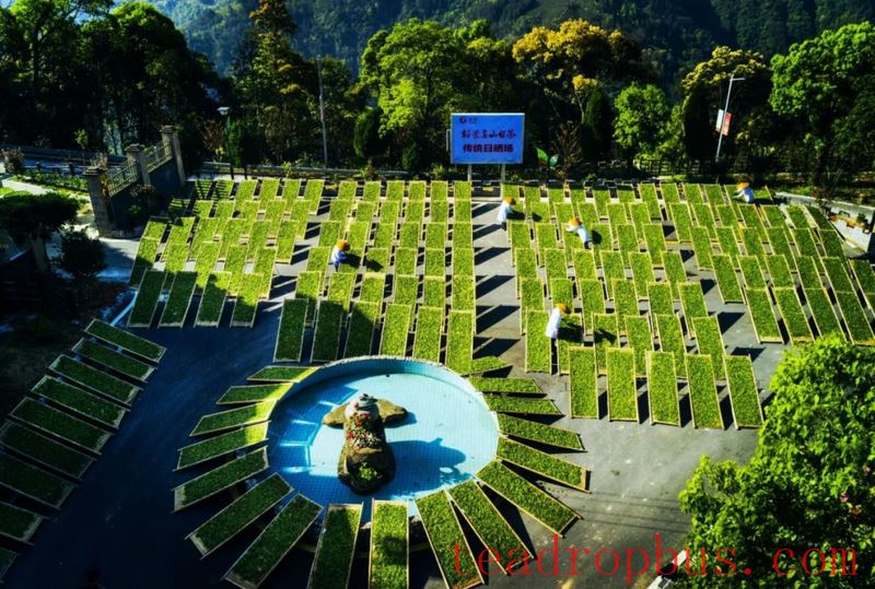 Linghou Village, Zherong County: Party Building Leads the Integration of Tea and Tourism, Cultivating Strengths for the Revitalization of the Tea Village-4