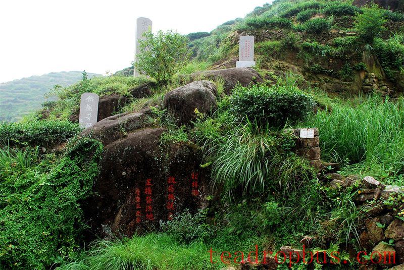Wei Yin Tea Estate: Zen in the Aroma of Tea-8