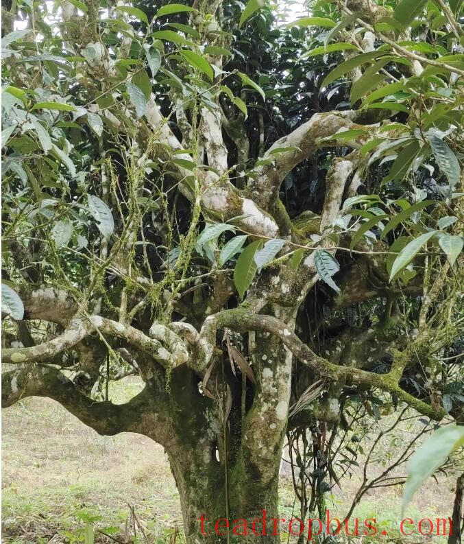 Malipo Ancient Tea Garden Selected for the Book 