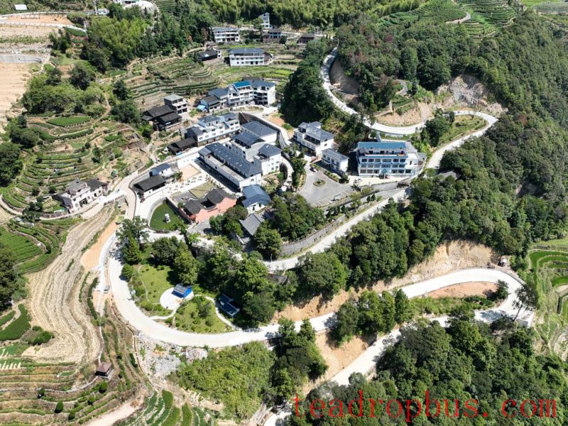 Linghou Village, Zherong County: Party Building Leads the Integration of Tea and Tourism, Cultivating Strengths for the Revitalization of the Tea Village-1