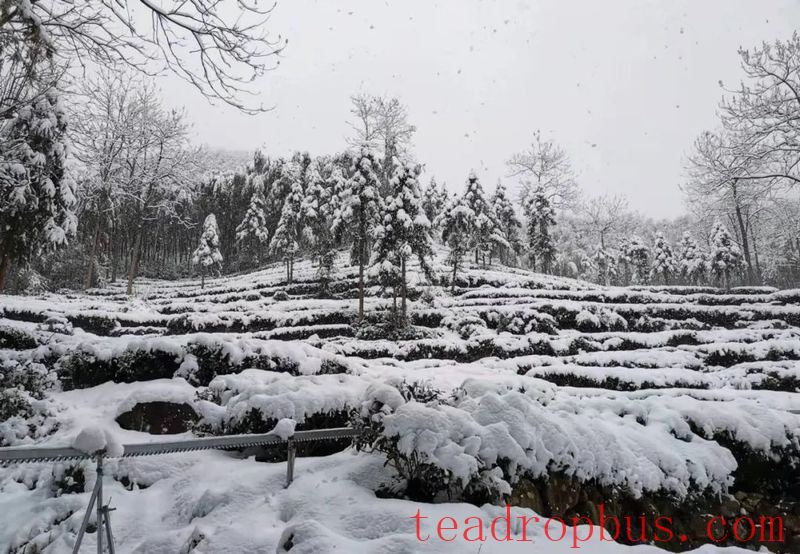 Snowstorms in the Jiangsu-Zhejiang-Jiangxi Region: What Impact on Tea Production and How to Respond?-9