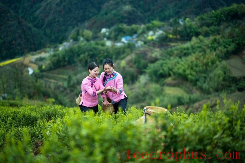 The Story of the Tujia People and Tea Starts with 