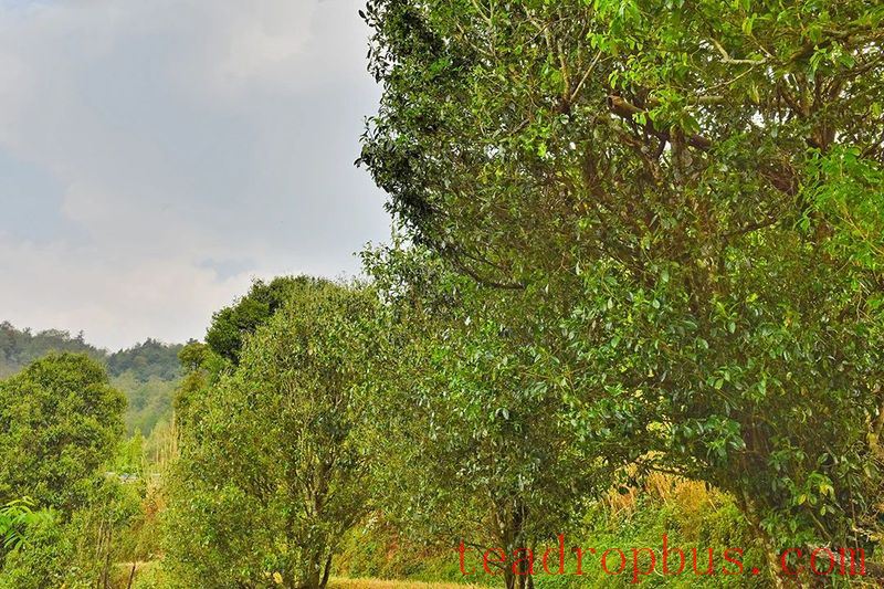 Changning's Heavenly Mountain Scenic Beauty, Pine Forests and Tea Fragrance-13