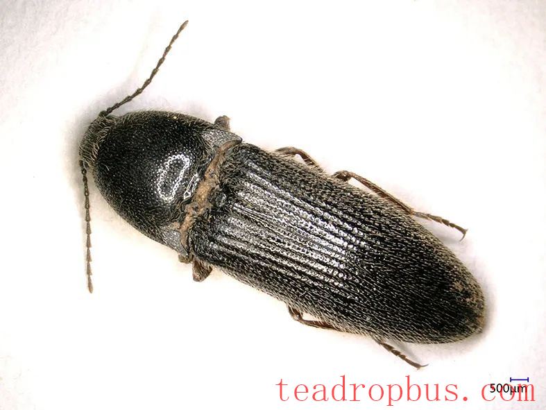 The Parasite in Ancient Tea Trees — The Wireworm-6