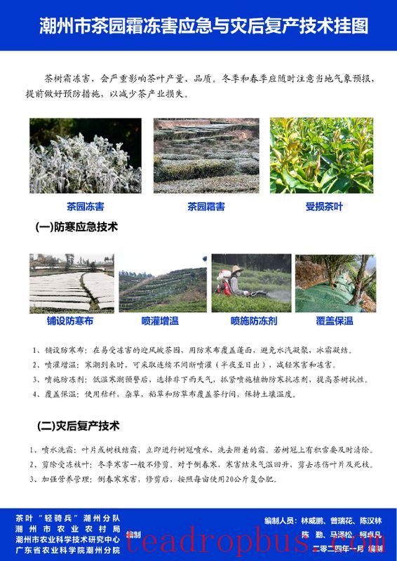 How Tea Production Can Cope with Severe Cold Weather-6