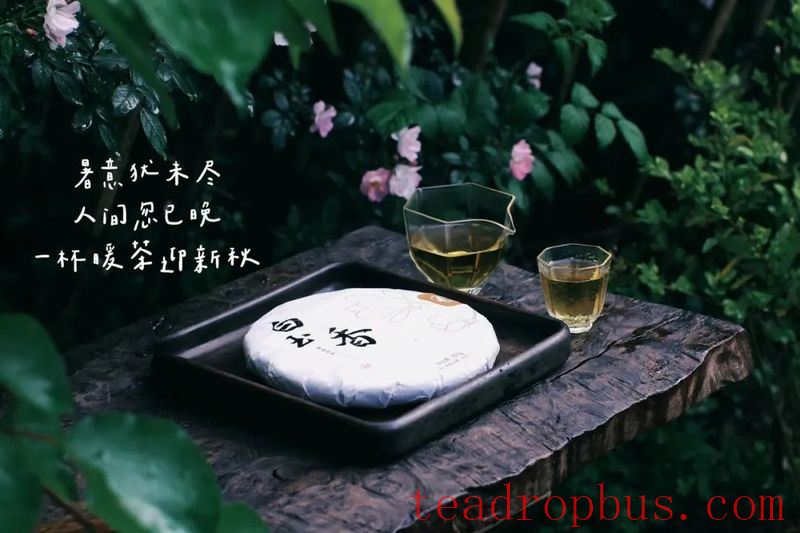 What Tea to Drink on the Start of Autumn?-2