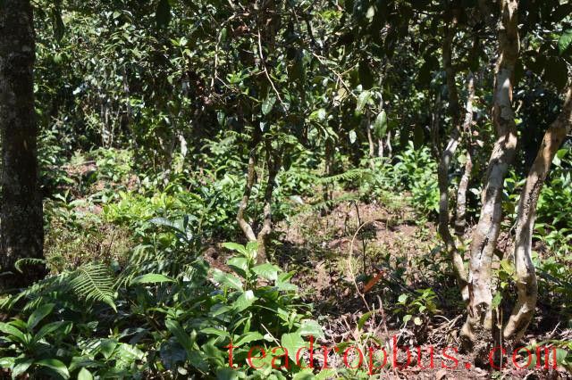The Origin of Xigui Tea-1