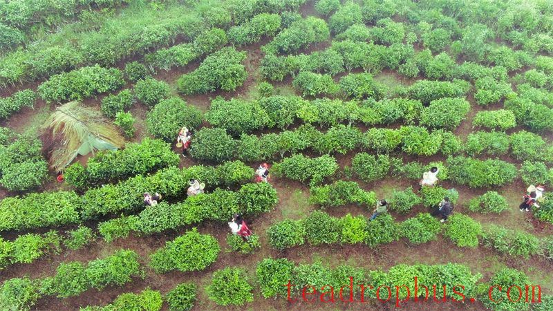 Malipo County: Ascend Spring Mountains to Harvest Spring Tea, Embark on a Quest for the 