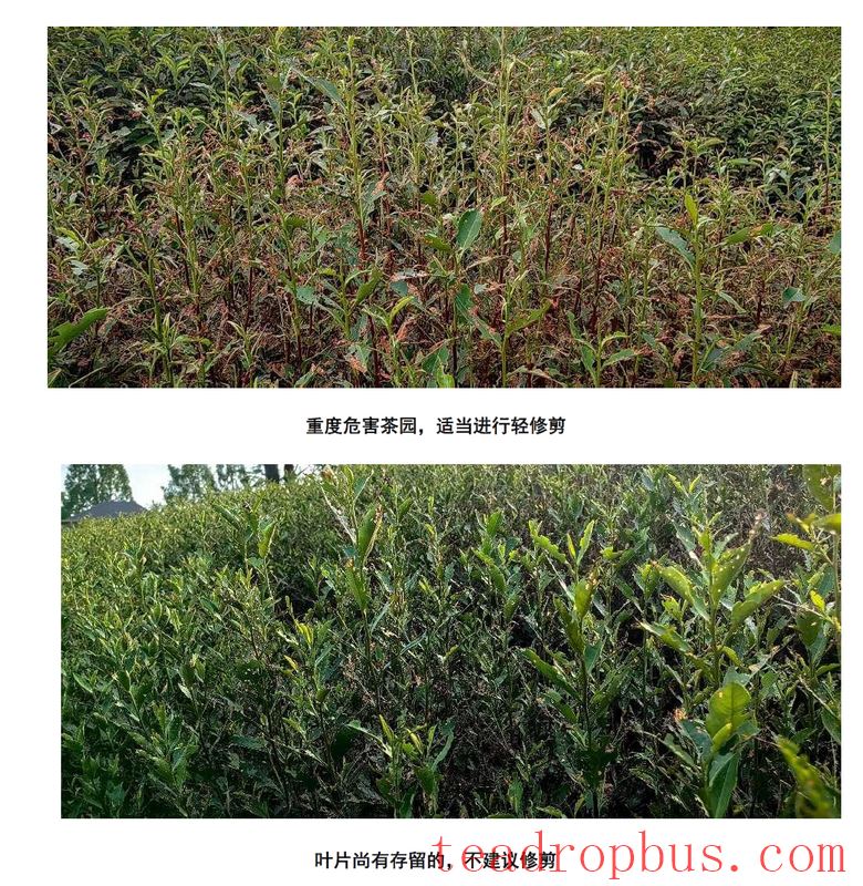 Severe Infestation of Tea Looper: How to Cope, Find Out Here-4