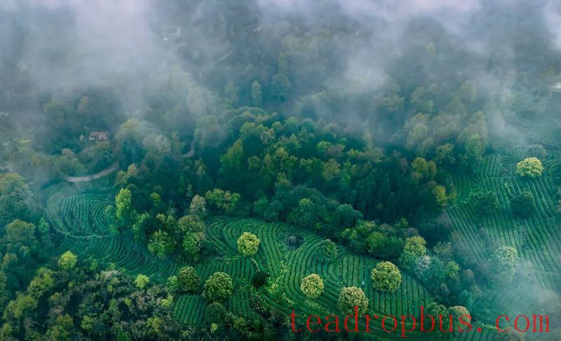The Hometown of Tribute Tea in China — Jinsha-6