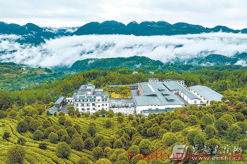 Displaying the Beauty of Ecological Diversity in Tea Mountains —— Behind the Scenes of Hubei Enshi Lanbei Yulü Taohuayuan's Selection as One of 