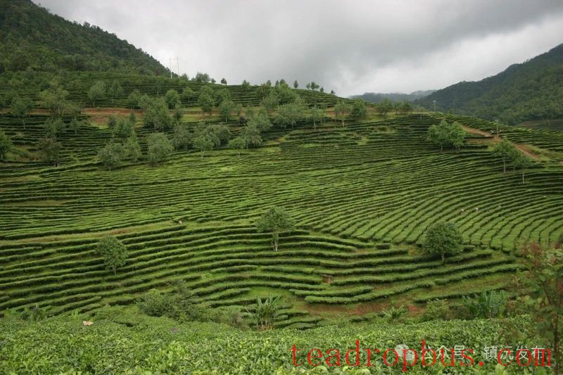 Zhenyuan County Breaks New Ground with the 