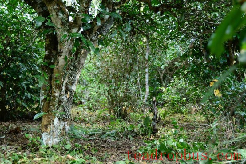 Mangnuo Township: Strengthen Winter Tea Garden Management to Ensure Increased Yields and Income-2