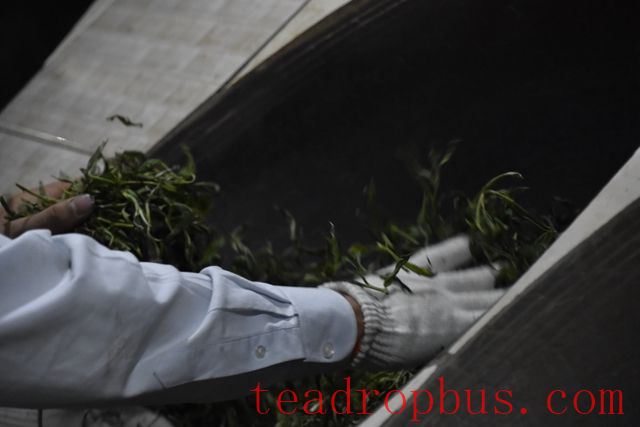 Where do the black “burnt pieces” in tea leaves come from?-2