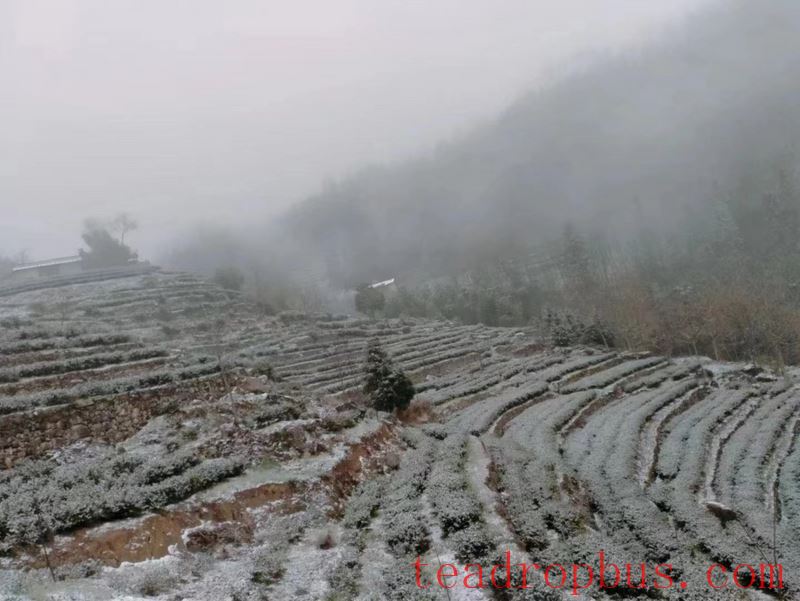Technological Measures for Recovery of Tea Gardens After Cold-Snap and Snow Disasters-1