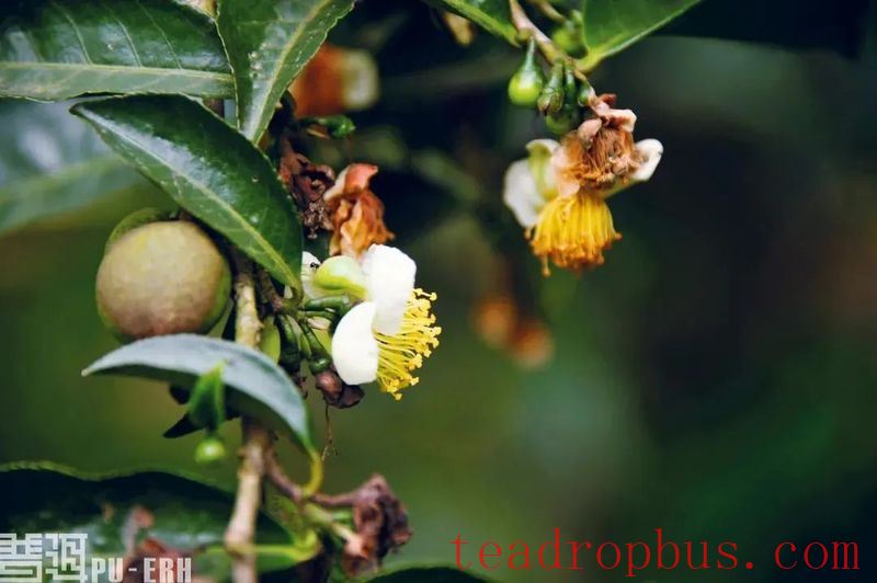Tips for Identifying Ancient Tree Tea-2