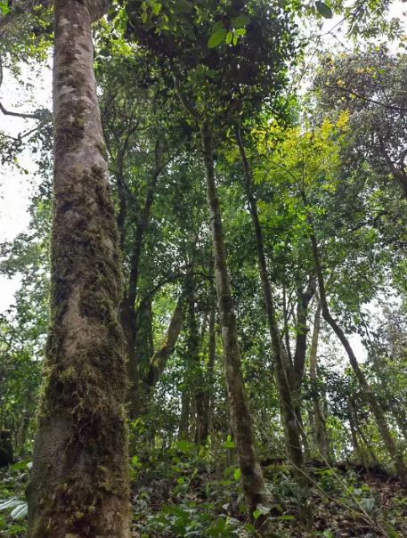 Lincang Gengma: Awakening Centuries-Old Tea Trees Hidden in the Mountains-2