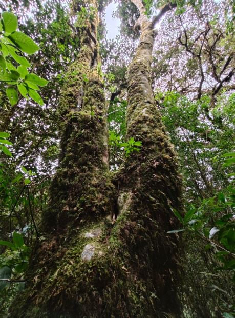 Exploring the Ancient Tea Mountains of Gengma, Unveiling the Secrets of Ancient Tea Trees-6