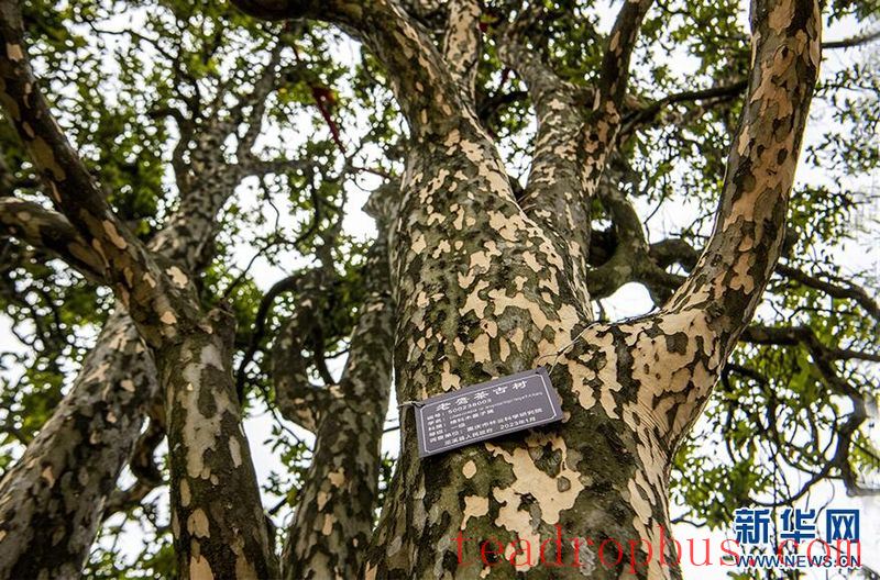 Wuxi, Chongqing: Ancient Eagle Tea Trees in Bloom-4