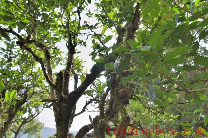 Cangjiang East Bank at Agan Mountain, the Camellia and Tea Aroma Fill the Air-1