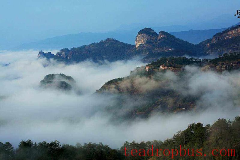 Wuyi Mountains and Wuyi Rock Tea-1