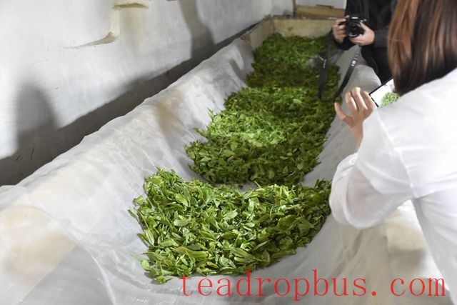 The Process of Making Green Tea-1