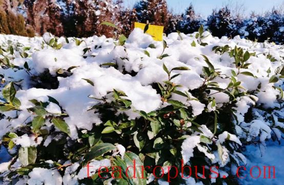 Lanshan, Please Review This Cold and Frost Prevention Guide for Tea Gardens!-2