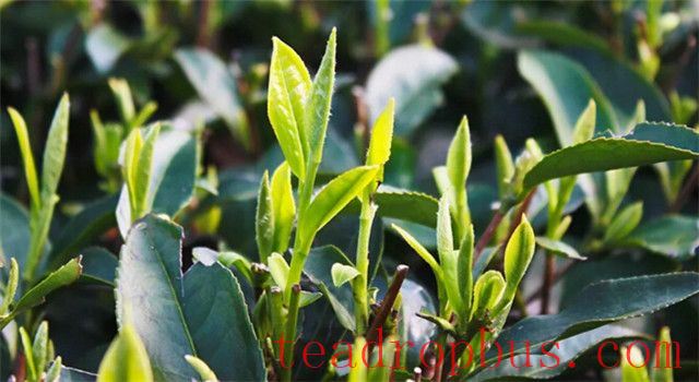 The Key Steps in the Processing of White Tea-1
