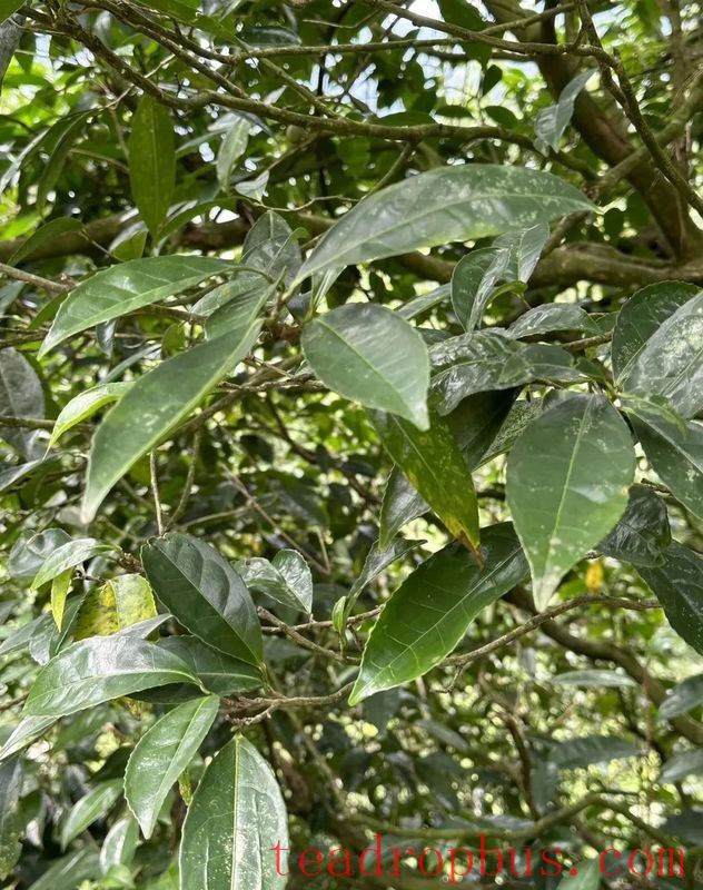 Chongqing Has Thousand-Year-Old Giant Tea Trees?-5