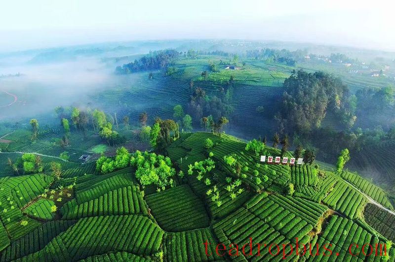 Fingerprint of the Earth in Jingu Village, Ming Shan District-3