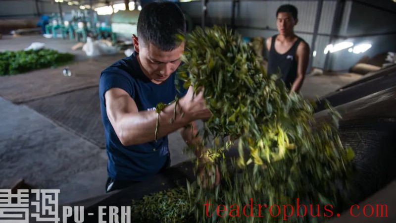 Empirical Science: Is Tea the Remedy for All Ills?-4