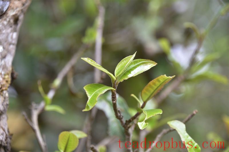 Dongguo Four Villages: Mengku Banzhang Molie Tea, Hundred-Yuan Ancient Trees of Baqishan-1