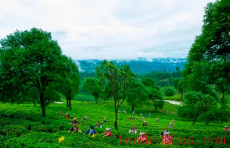 Tea King Festival: An Overview of the History and Culture of Menghai Pu'er Tea (Part Five)-3