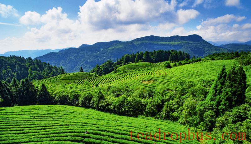 The Application Potential of Agricultural and Forest Soil Carbon Sequestration and Emission Reduction Technologies in Tea Cultivation-2