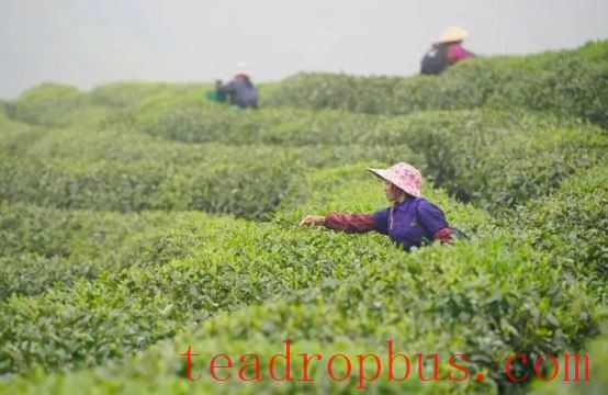 Brands Many but Not Resonant: The Fragrance of Tea Struggles to Leave the 