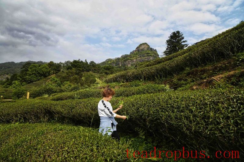 Tea Tour: The First Thrills of Summer Lie Hidden in the Aroma of Mountainside Tea...-3