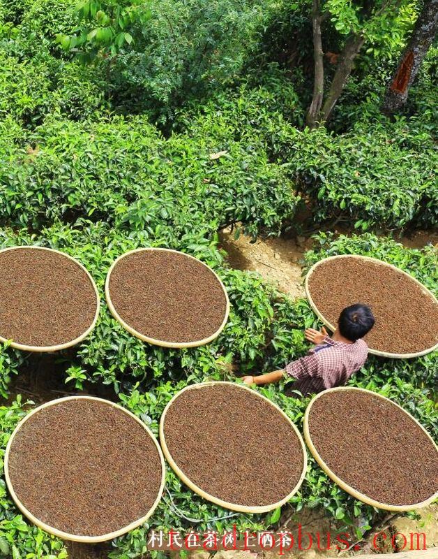 Jinxiu Village, Xiaowan Town, Lincang City - A Treasure Land of Ancient Tea-5