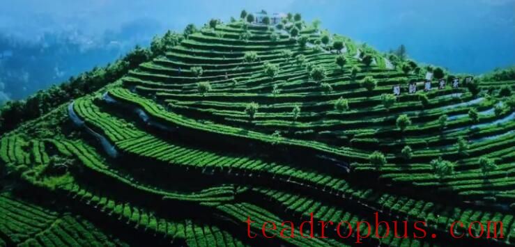 Times and Light: Hundred Stories of Sichuan - Entering the Basalt Cloud Sea Rich in Selenium Tea Base in Sanqing Temple Village, Gujun Town, Wanyuan City-1