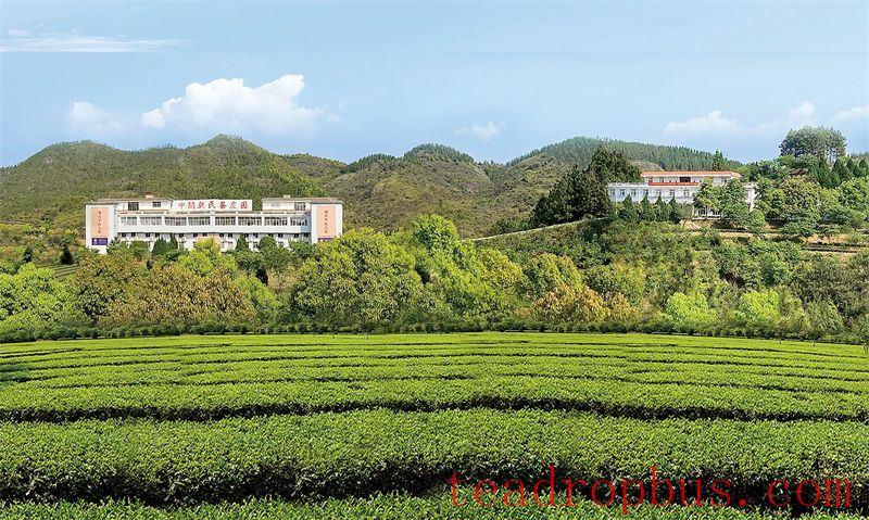 Zhongmin Wei's Tea Estate: A Picturesque and Poetic Landscape-14