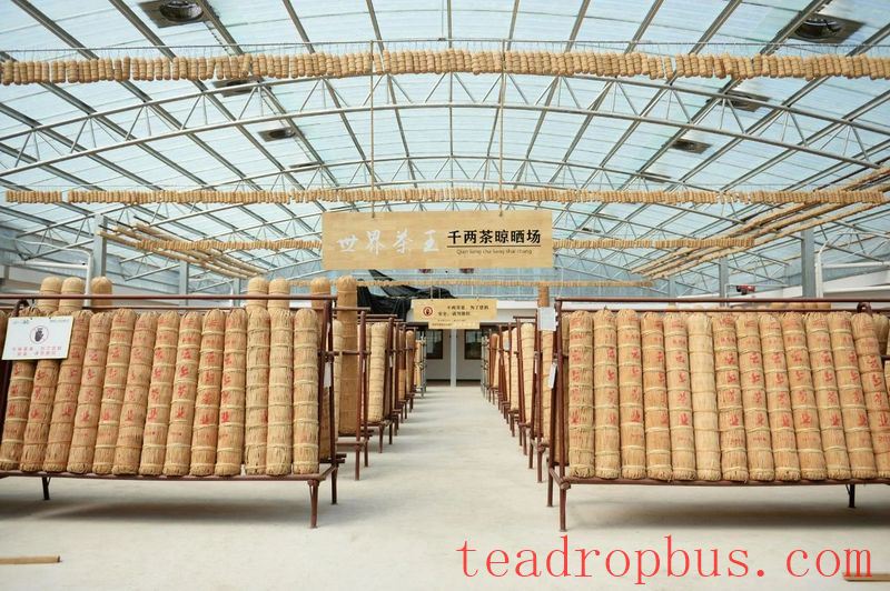 Anhua Black Tea: A Thousand Years of Tea Tradition, Writing a New Chapter-9