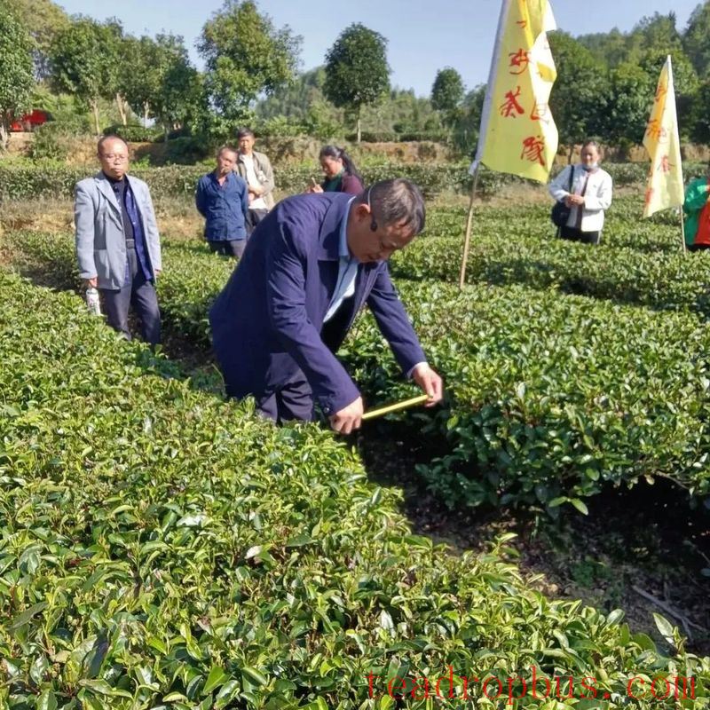 Winter Management Highlights: Tea Gardens Engaged in Autumn-Winter Management Training-17