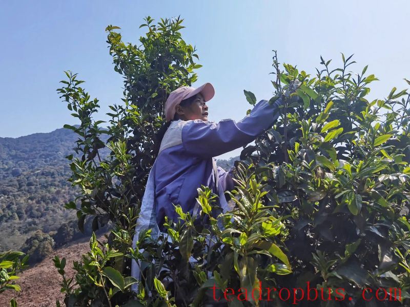 Jinggu Yizhi: The Aroma of Wild Tea in the Mountains Keeps Tea Farmers Busy Picking-12