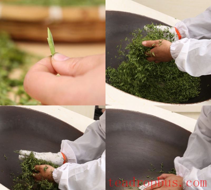 The Story Behind the Harvest and Production of Biluochun Tea-5
